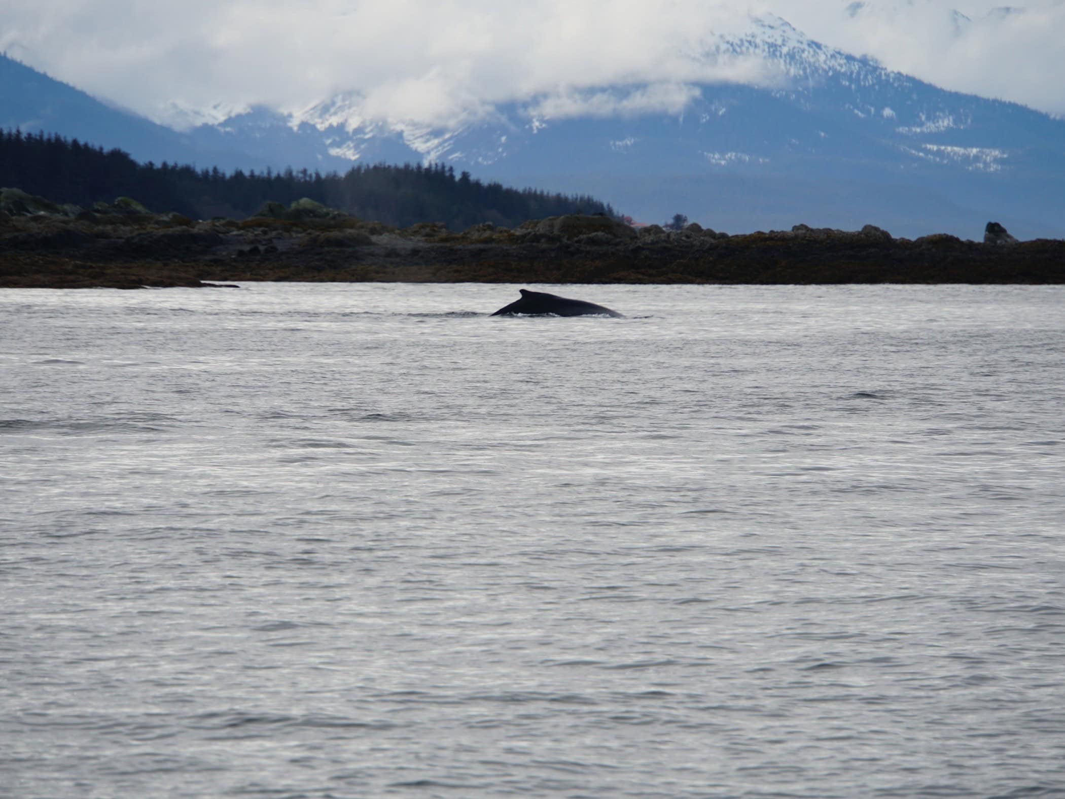 Auke Bay Juneau Whale - Image by Holidays Beckon