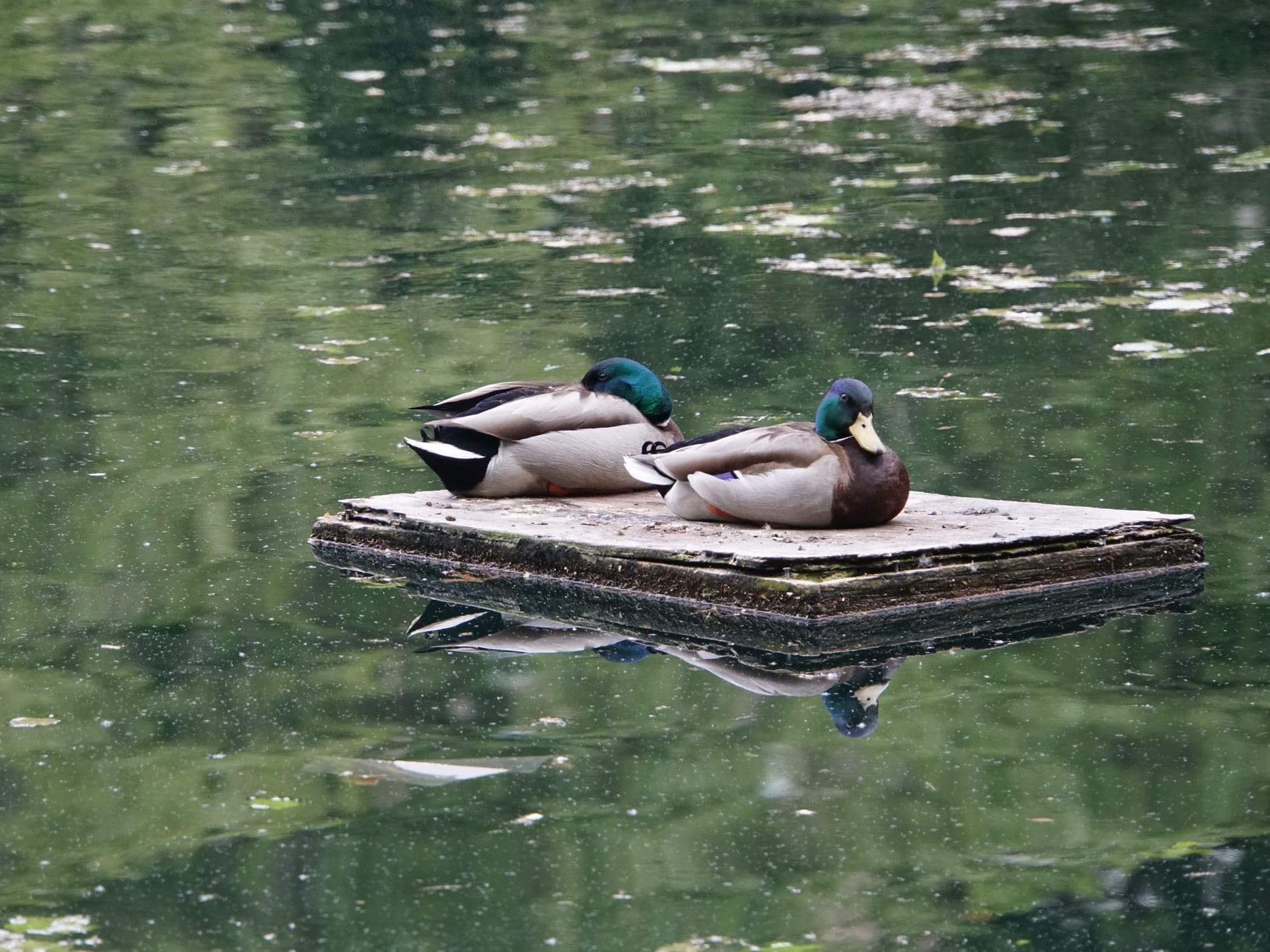 New York Central Park - Image by Holidays Beckon