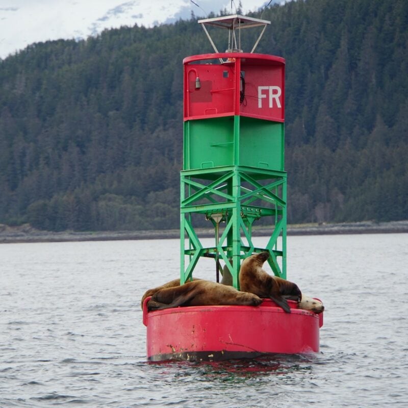 Juneau Sea Lions - Image by Holidays Beckon