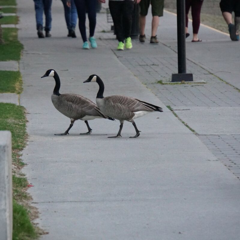 Kamloops Wildlife Crossing - Image by Holidays Beckon