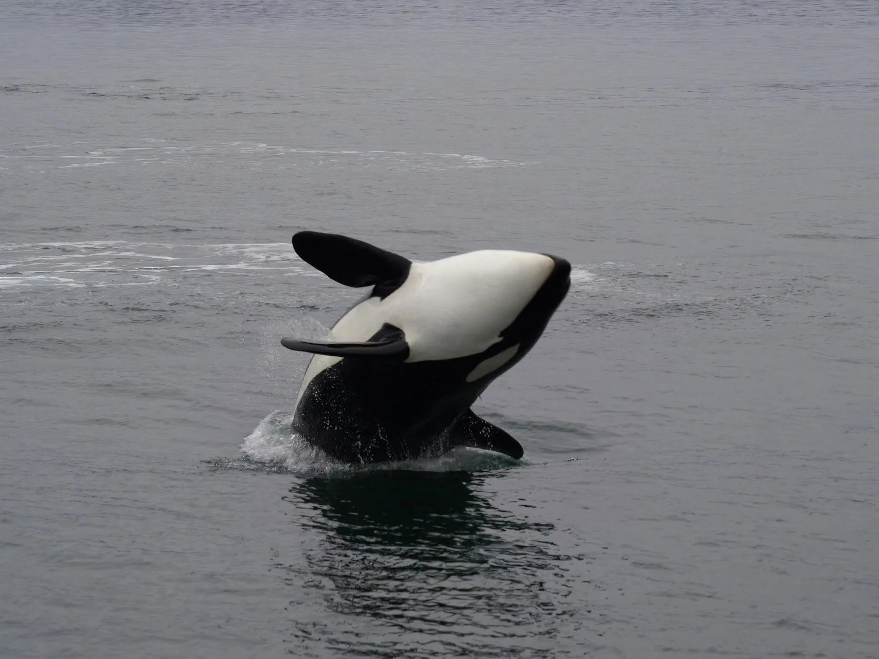 Orca - Image by Rudi De Meyer on Unsplash