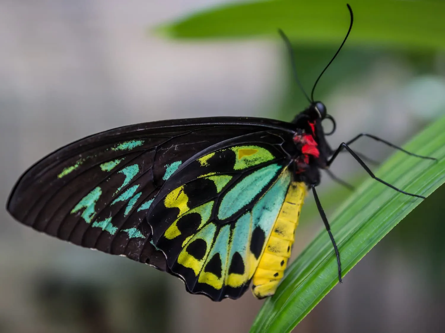 Birdwing Butterfly - Kuranda Butterfly Sanctuary - Image by Warren Morgan Photography