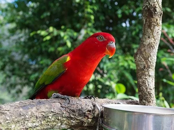 Birdworld Kuranda - Image by Warren Morgan Photography