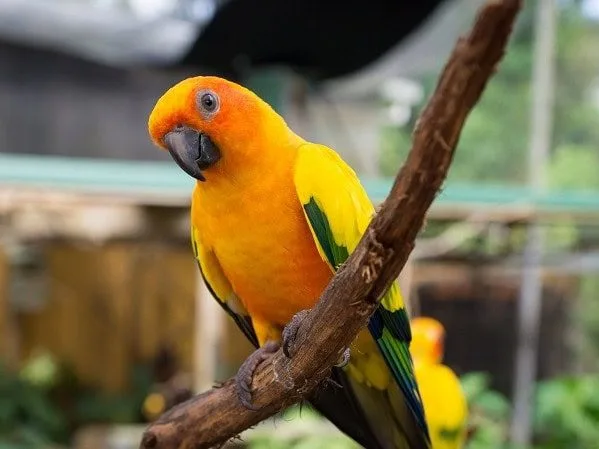 Birdworld Kuranda - Image by Warren Morgan Photography