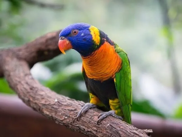 Birdworld Kuranda - Image by Warren Morgan Photography