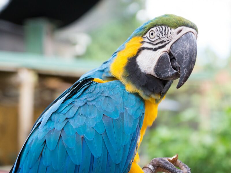 Birdworld Kuranda - Image by Warren Morgan Photography