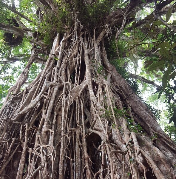Cathedral Fig Tree - Image by Holidays Beckon