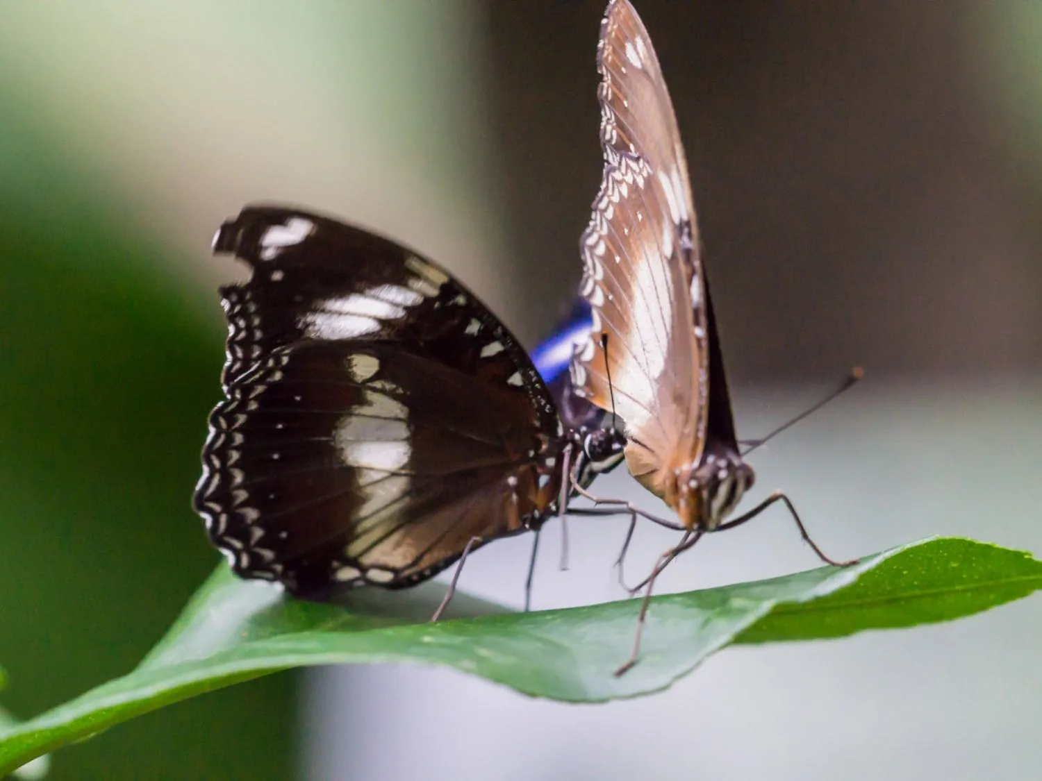 Kuranda Butterfly Sanctuary - Image by Warren Morgan Photography