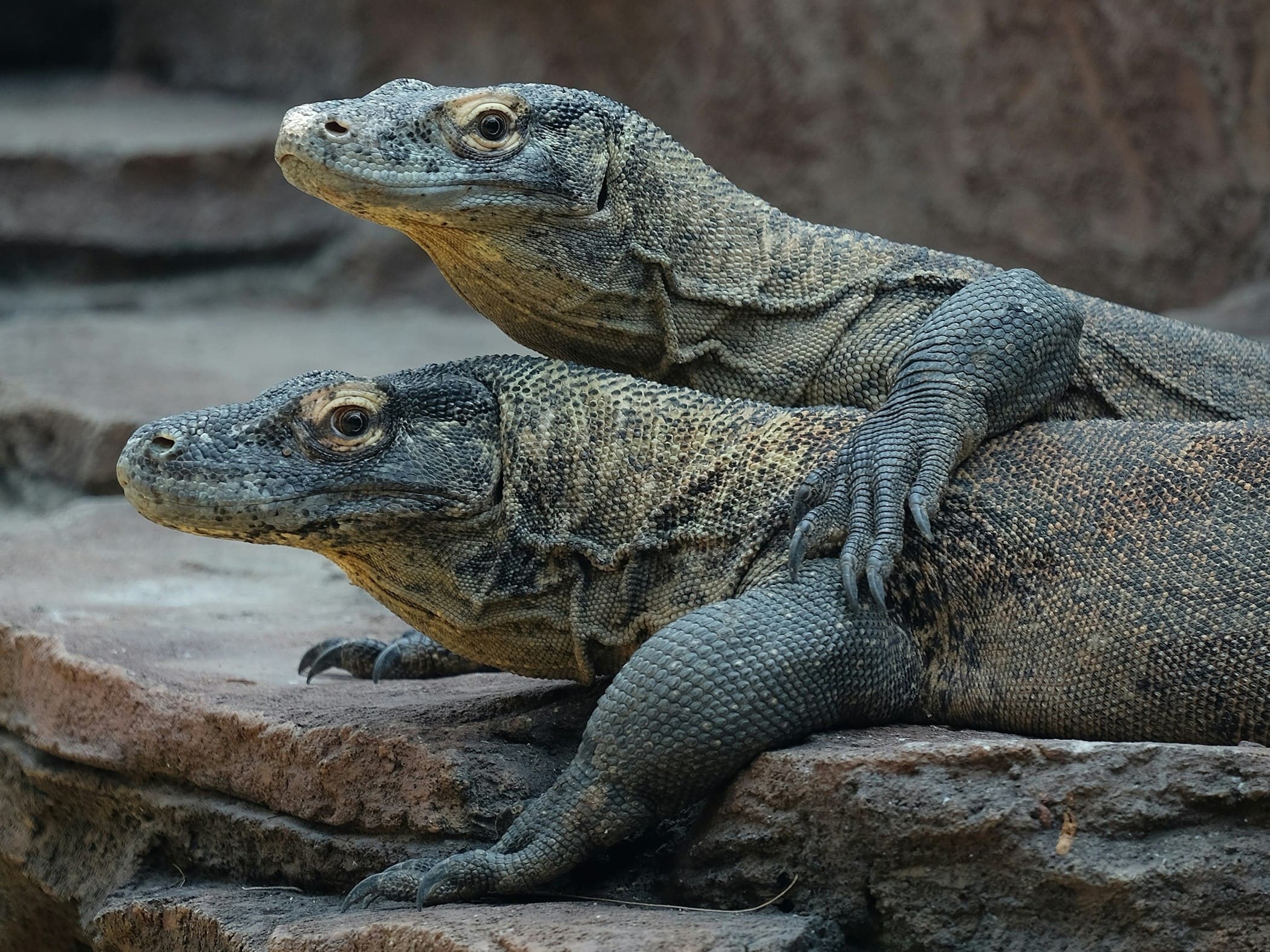 Komodo Dragons - Image by Bantar Prakoso on Unsplash