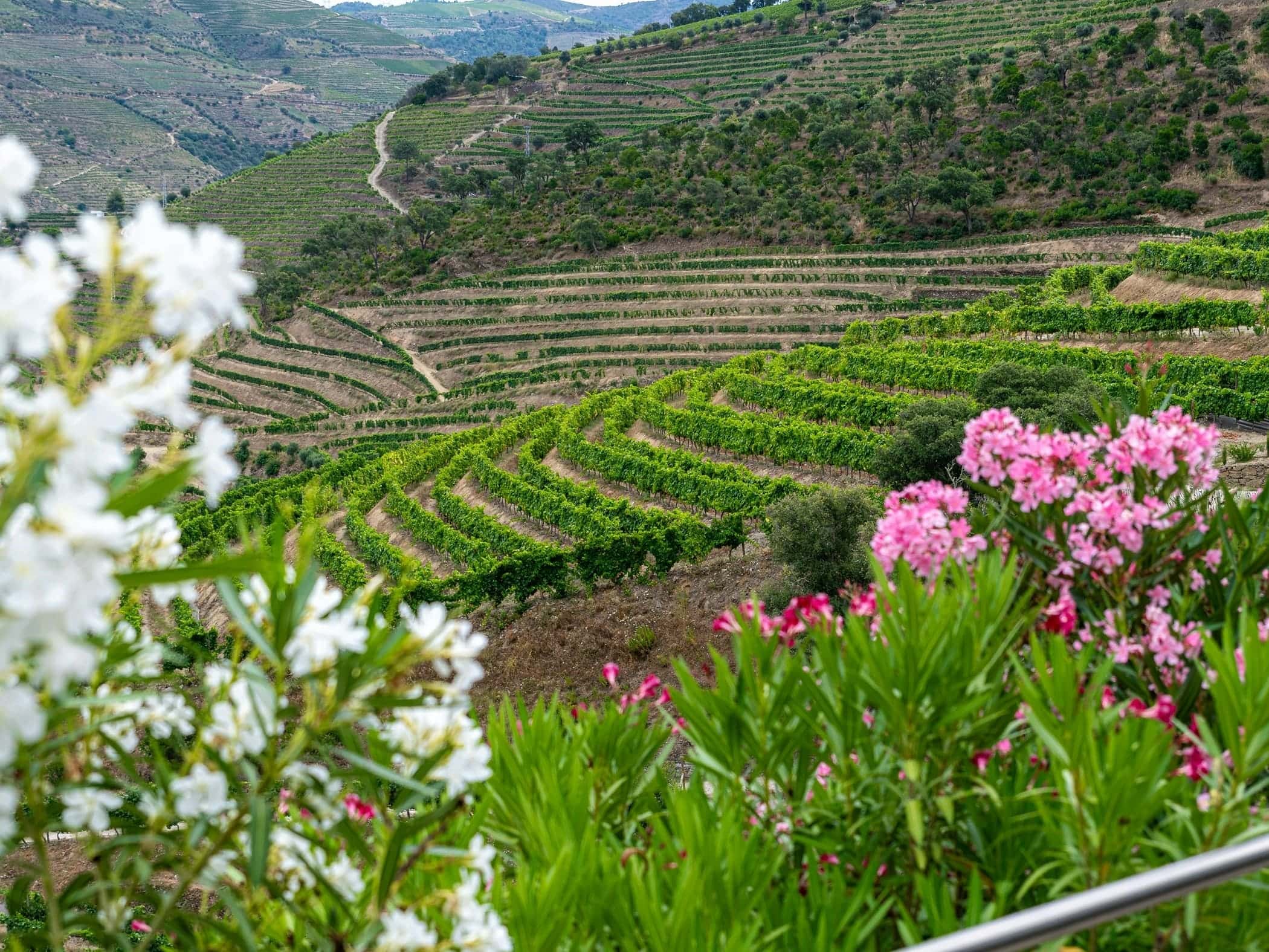 Douro - Image by Thimo van Leeuwen on Unsplash