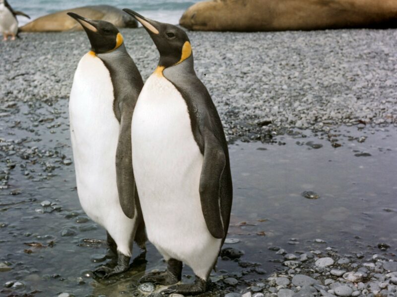 King Penguins - Macquarie Island - Image by Museums Victoria on Unsplash