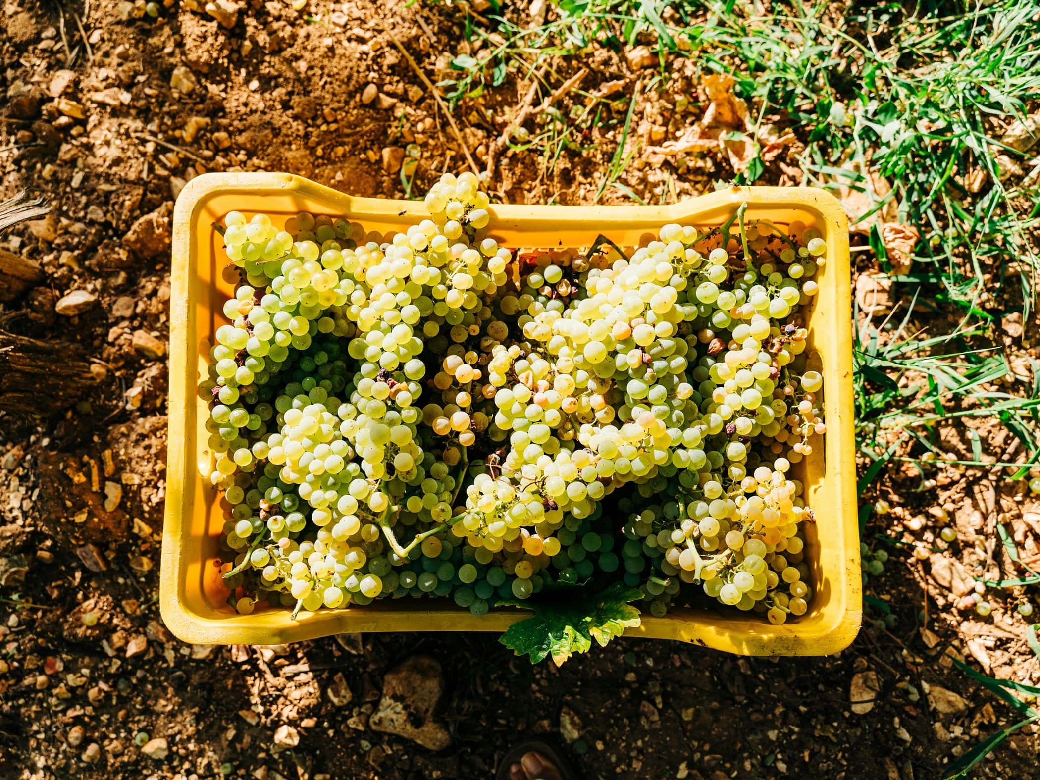Puglia White Grapes in a Vineyard - Image by Gabriella Clare Marino on Unsplash