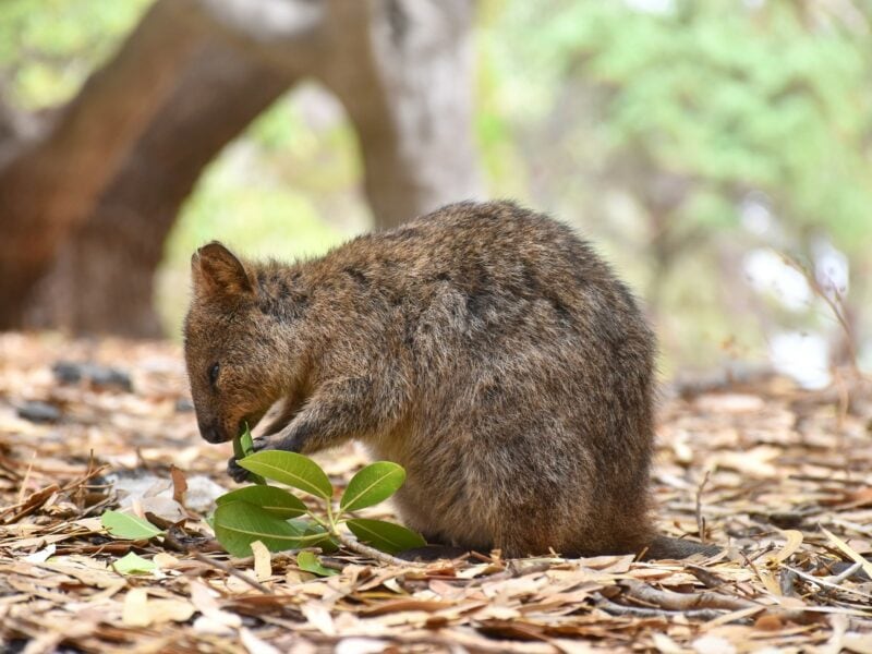 Quokka - Rottnest Island - Image by Mark Stoop on Unsplash