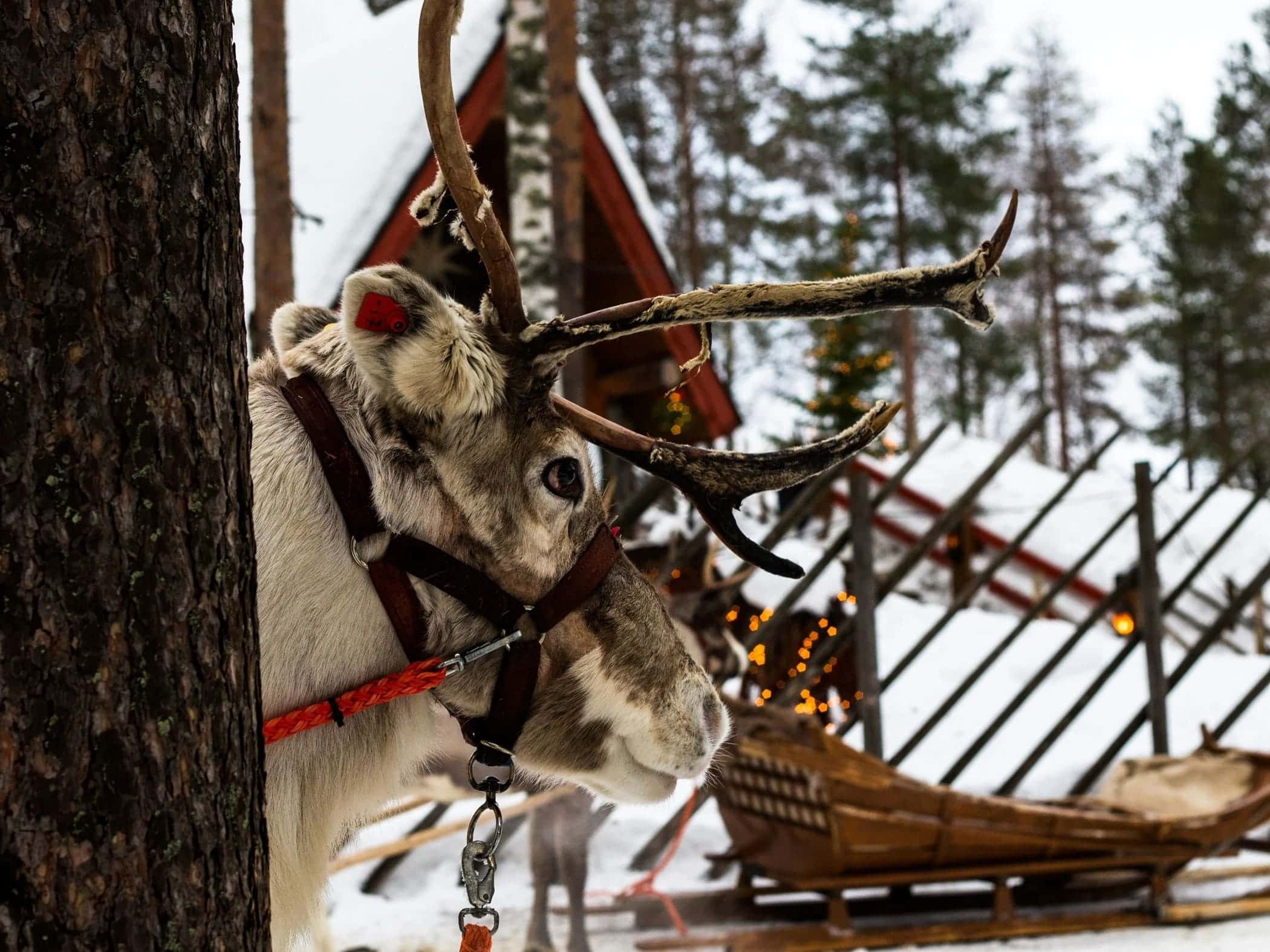 Rovaniemi - Image by shepherd on Unsplash