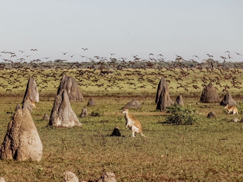 Bamurru Plains Wild Bush Luxury