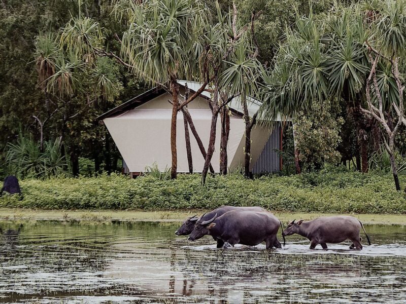 Bamurru Plains Wild Bush Luxury