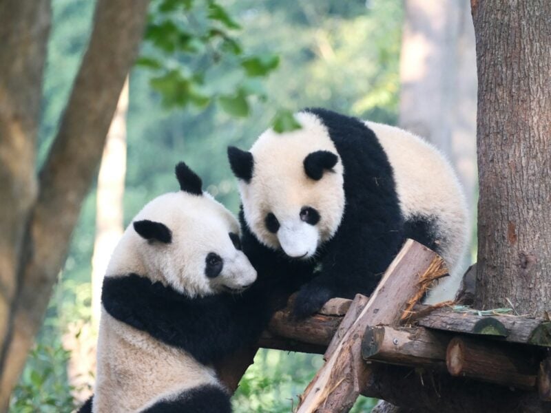 Chengdu Research Base of Giant Panda - Image by Simone Dinoia on Unsplash