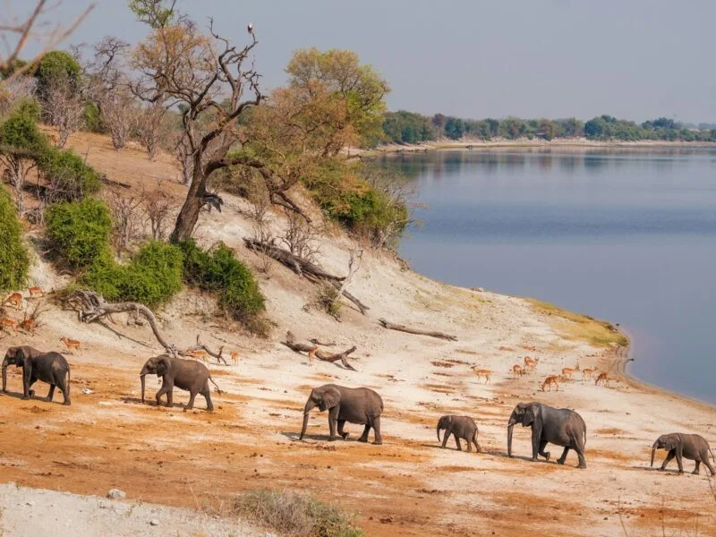 Chobe National Park - Image by Ed Wingate on Unsplash