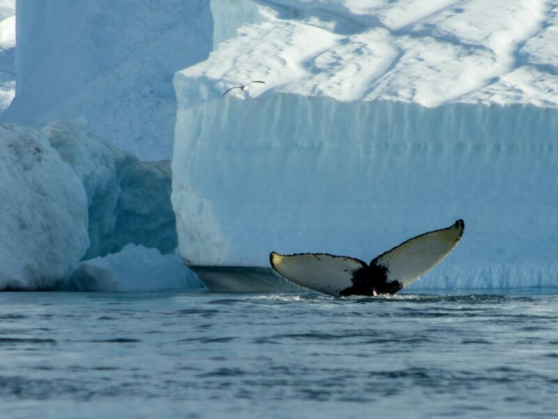 Disko Bay Greenland - Image by Francois Falanga on Unsplash
