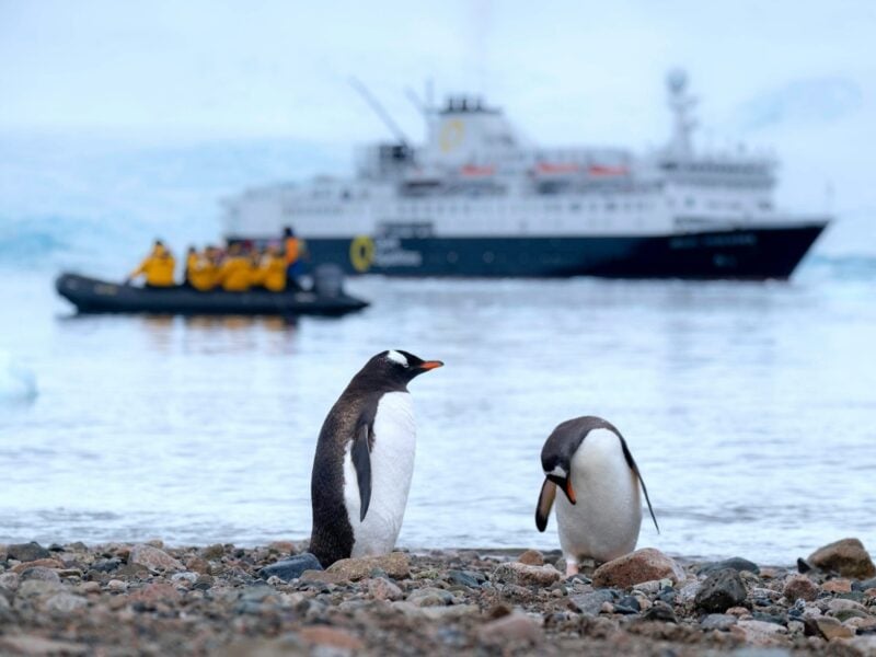 Gentoo Penguins Antarctica - Image by Derek Oyen on Unsplash