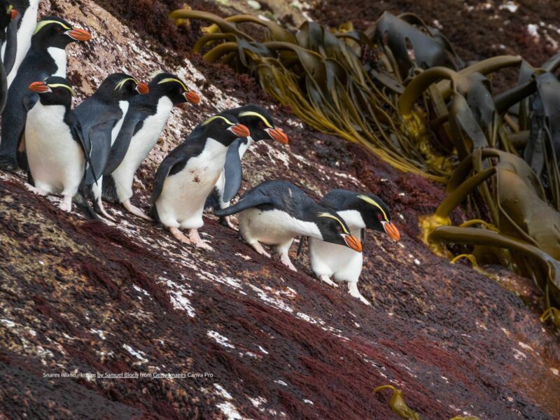 Snares Island - Image by Samuel Bloch from Getty Images Canva Pro
