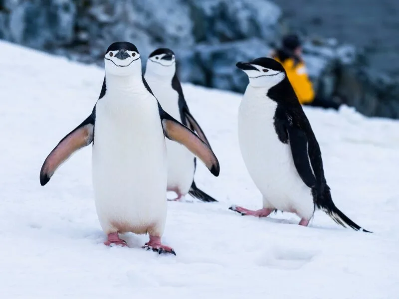 Antarctica - Image by Derek Oyen on Unsplash
