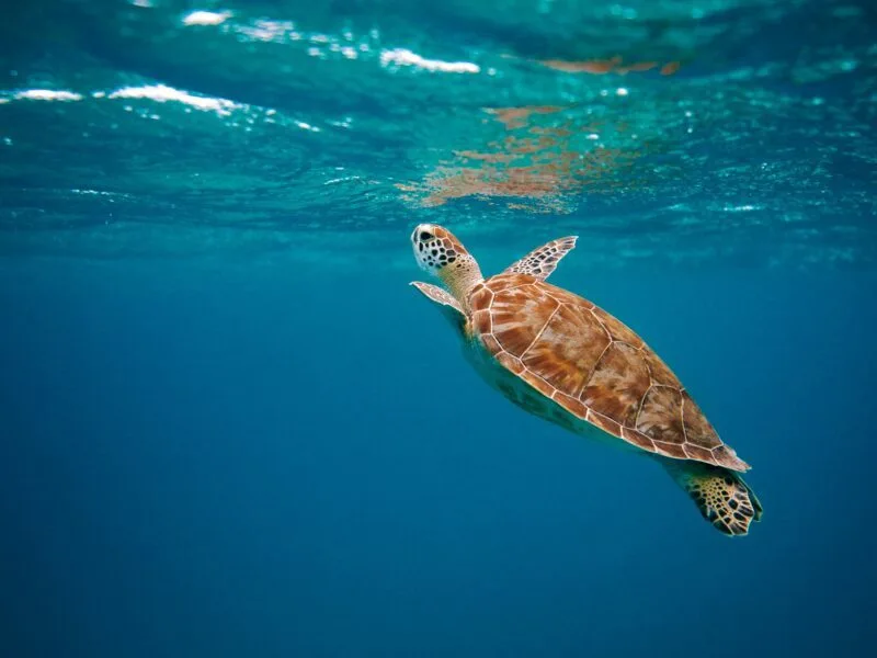 Sea Turtle - Image by David Courbit on Unsplash