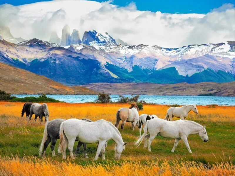Patagonia - Image by Viking Cruises