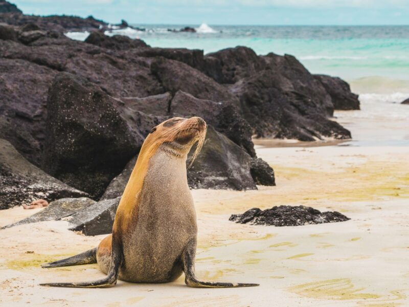 Sealion Galapagos Islands Ecuador - Image by Amy Perez on Unsplash