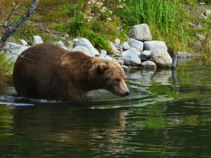 Bear Hunting Salmon Alaska